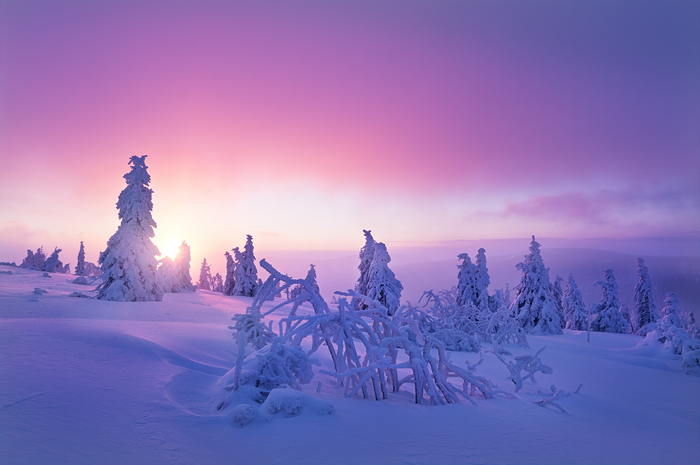 Snowy trees in a purple winter landscape at sunrise