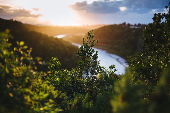 Trees overlooking a river at sunset