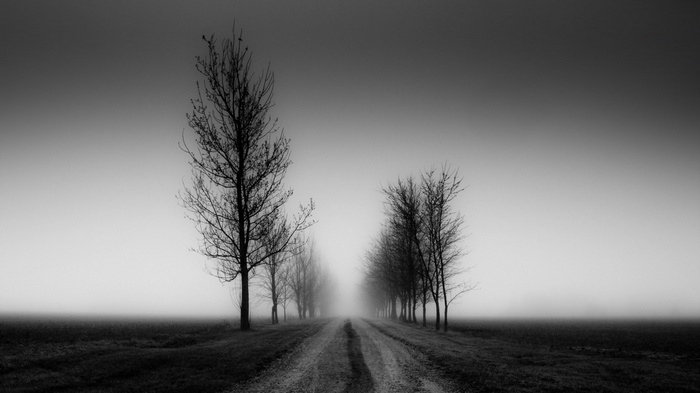 Monochrome landscape with trees on a misty road