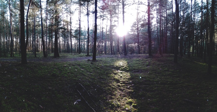 Sunset in a Polish forest with sun rays