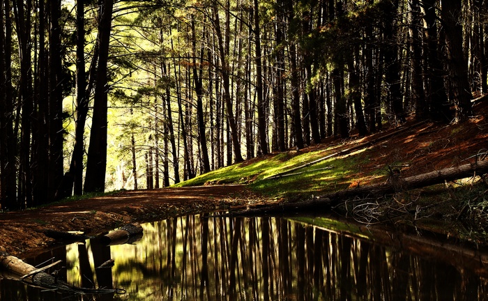 Forest with a reflective pond and trees