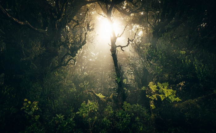 Sunlight filtering through a dense, misty forest