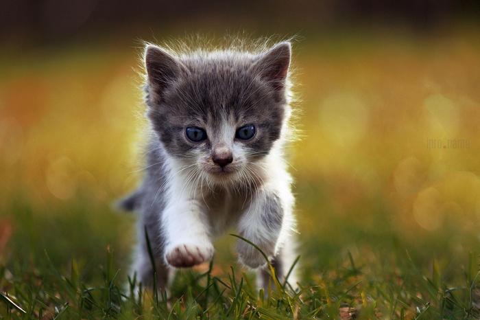 Kitten with blue eyes running in grass