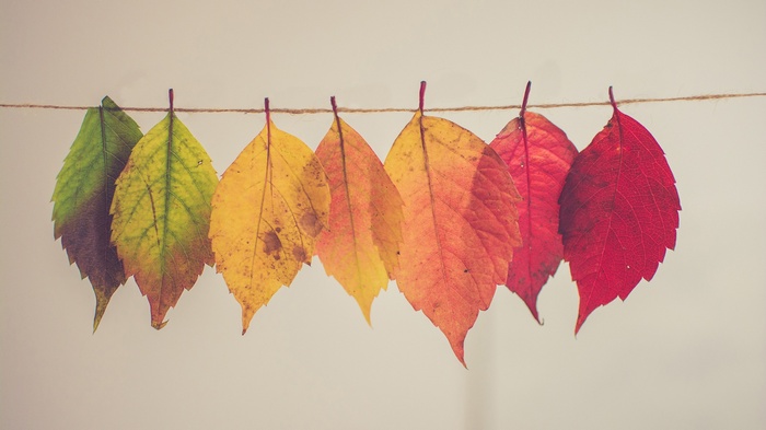 Autumn leaves hanging on a string