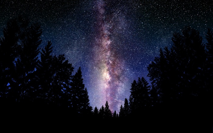 Milky Way galaxy over silhouetted pine trees