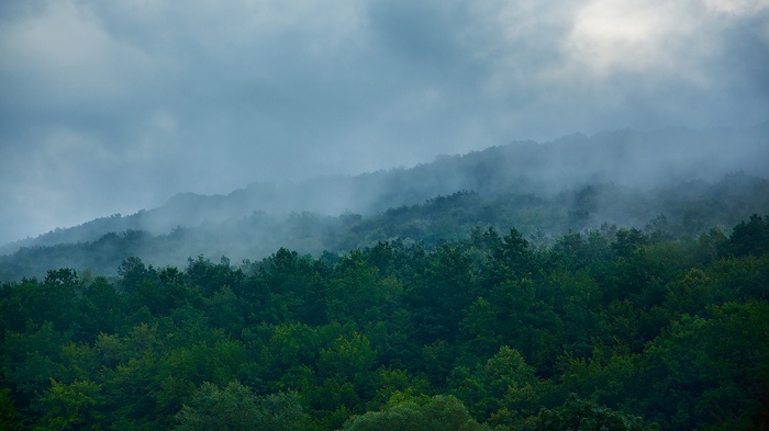 Misty forest landscape with rolling hills