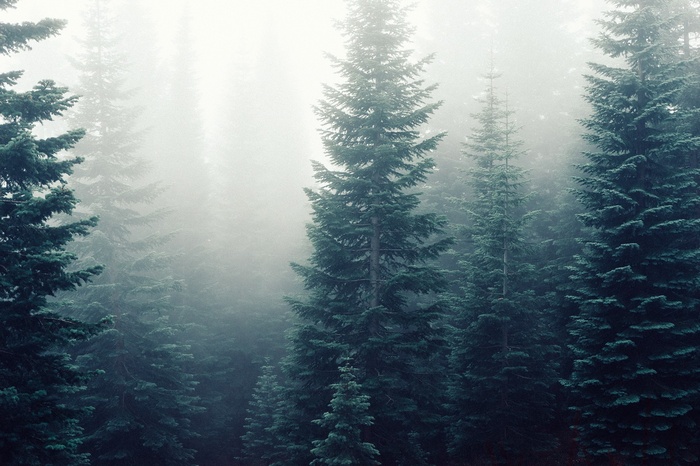 Misty forest with tall evergreen trees