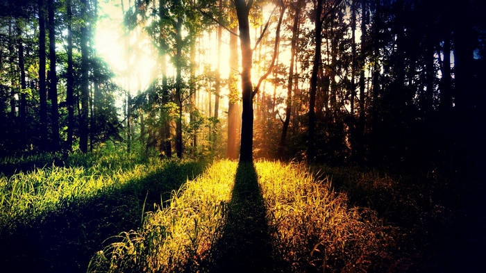 Sunlight filtering through a forest with tall trees