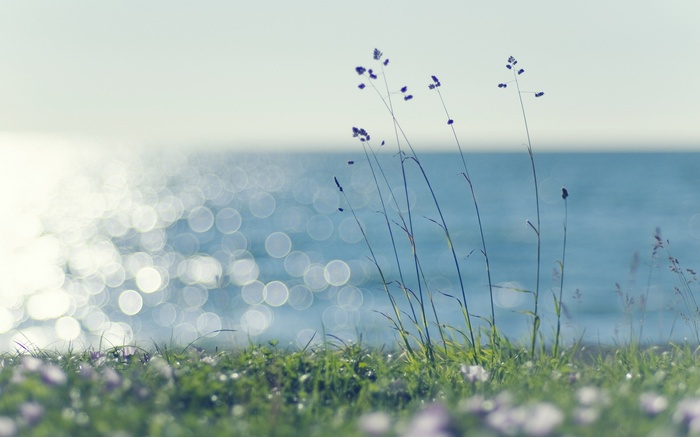 Grasses and flowers by the shimmering ocean