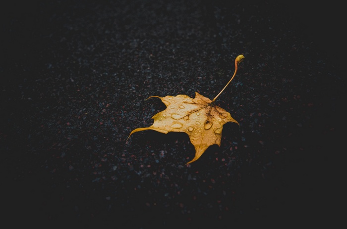 Yellow leaf with water drops on dark ground