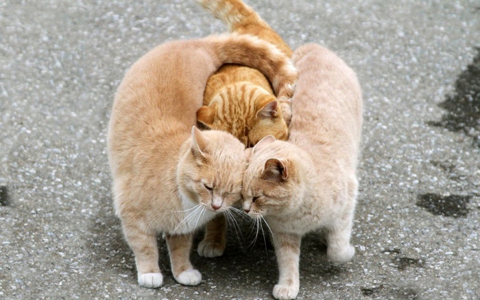 Three ginger cats cuddling together on a street