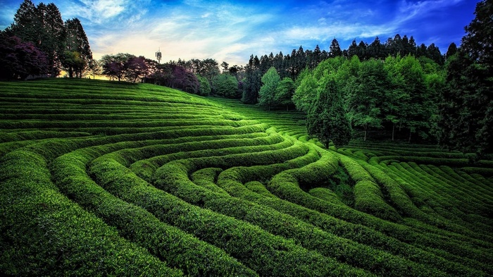 Terraced green tea fields in South Korea with trees and sky