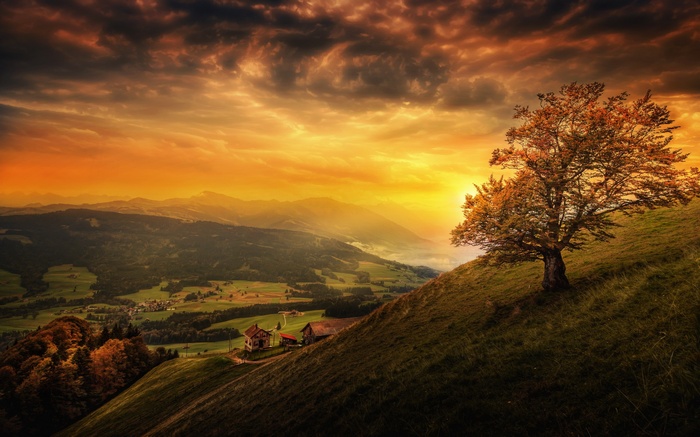 Tree on a hill overlooking a valley at sunset