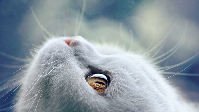 Close-up of a white cat's eye