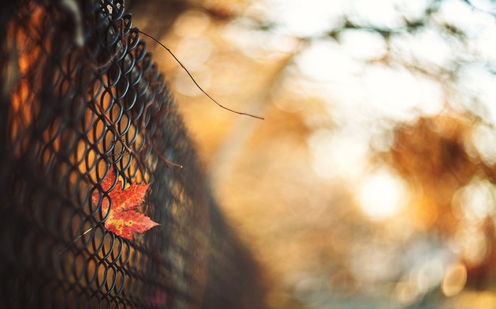 Red leaf on a chain-link fence in fall