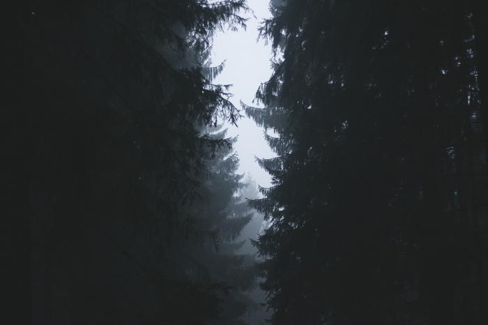 Dark forest with mist and tall trees
