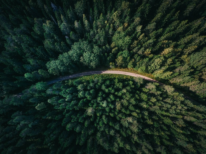 Aerial view of a winding road through a dense forest