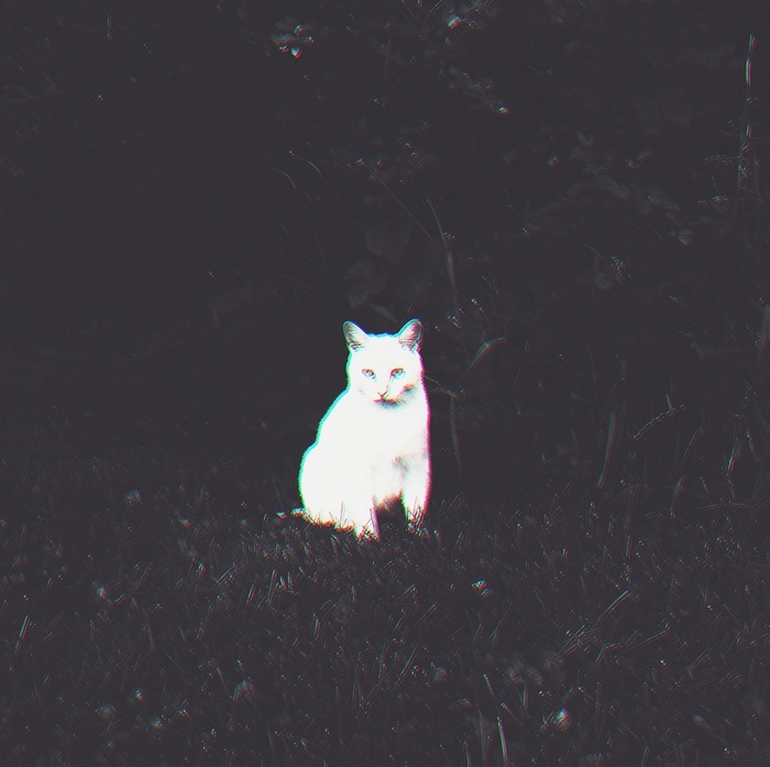A white cat sits in the dark