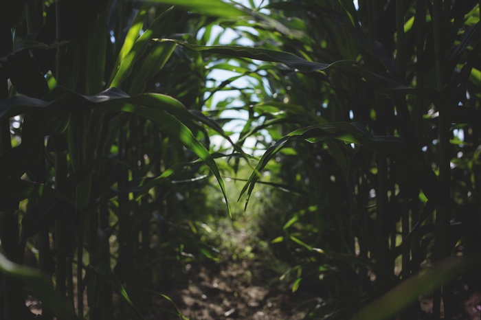 Path through a cornfield with sunlight and bokeh