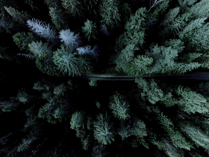 Aerial view of a dark forest with a road