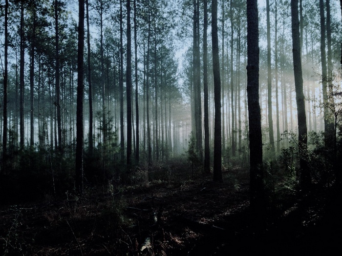 Sun rays filtering through a dense forest