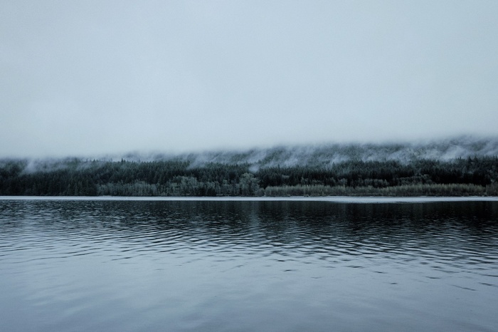 Misty forest on a lake