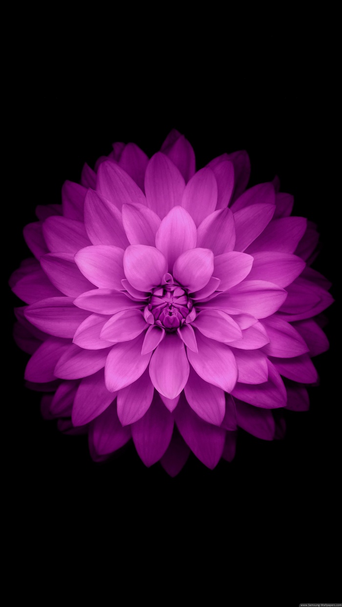 purple flower, black background