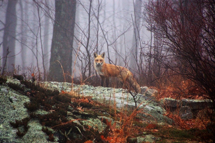 Fox standing on a rocky outcrop in a foggy forest