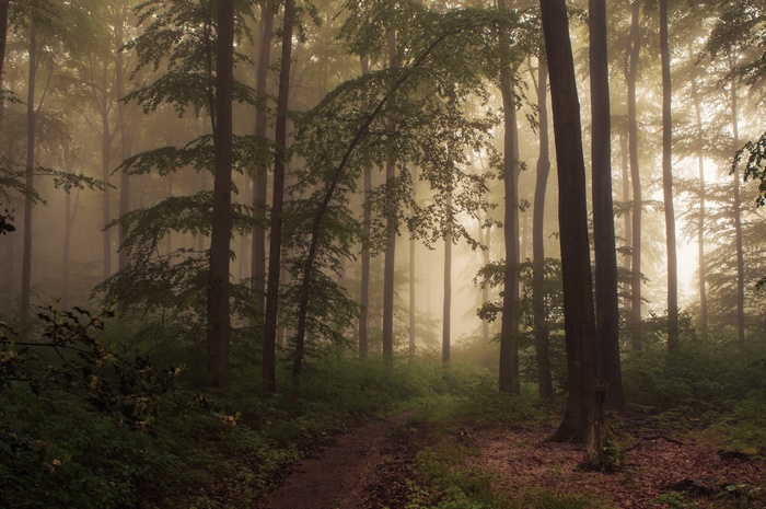 Misty forest with a path
