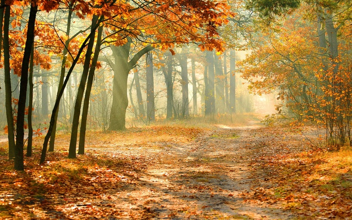 Autumn forest path with sunbeams