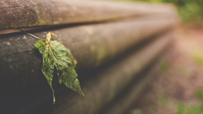 A single green leaf on weathered wooden logs