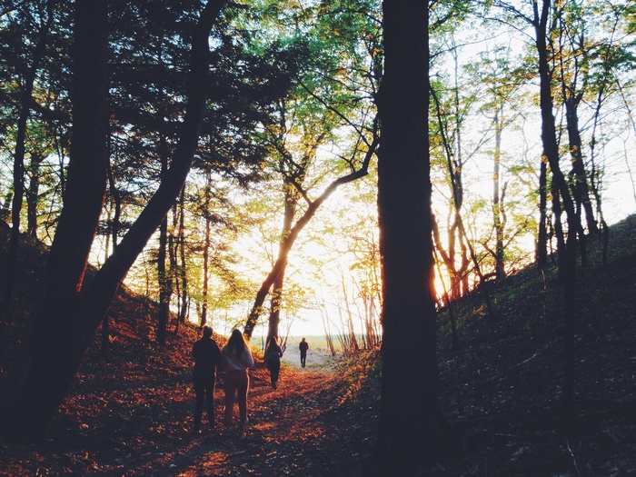 People walking through a forest at sunset