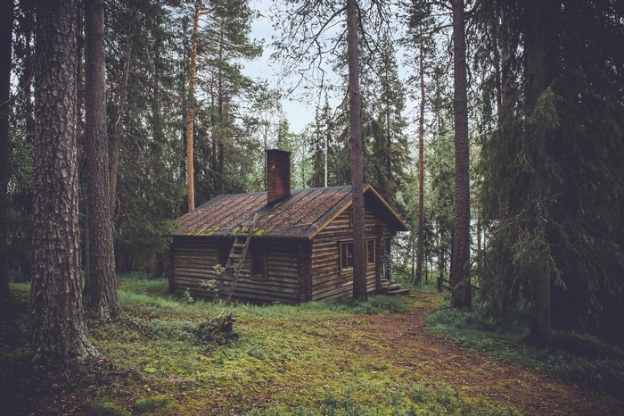 Wooden cabin in a dense forest with a ladder