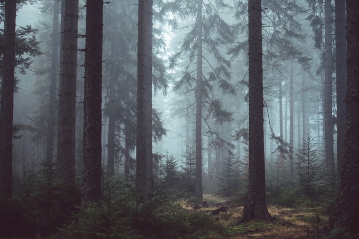 Misty forest with tall pine trees