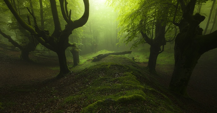 Misty forest with moss-covered trees and sunlight