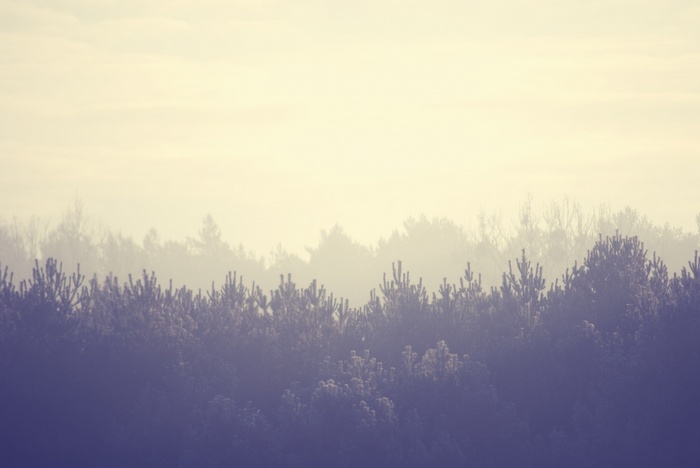 Misty forest landscape with trees