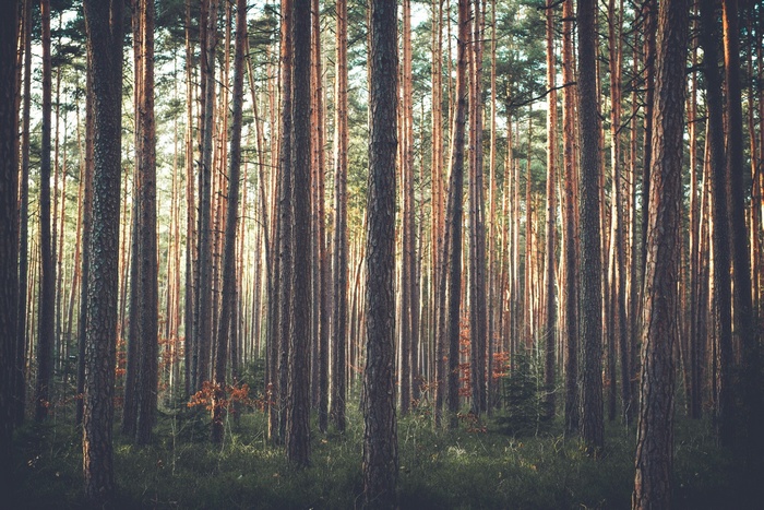 Pine forest with tall trees and green grass
