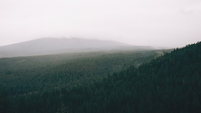 Misty mountain range covered in a dense forest