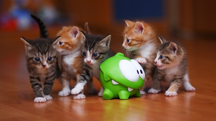 Kittens with Om Nom toy