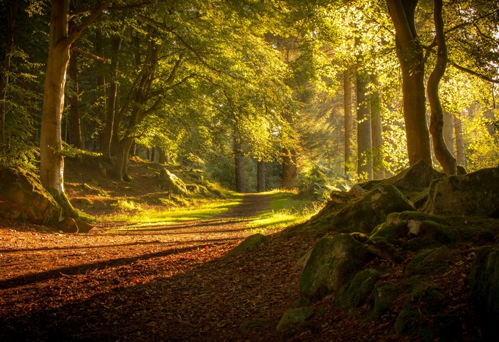 Sunlight filtering through trees on a forest path