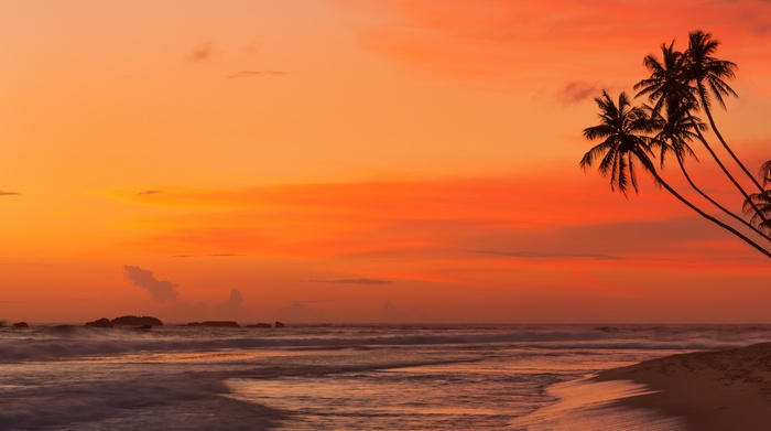 Tropical beach with palm trees at sunset