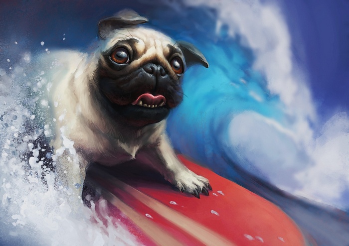 A pug surfs a wave on a surfboard