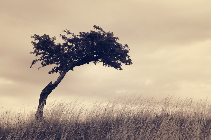 A lone tree in a field of tall grass