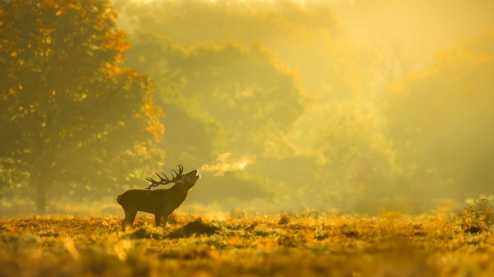 A stag bellows in a misty autumn forest