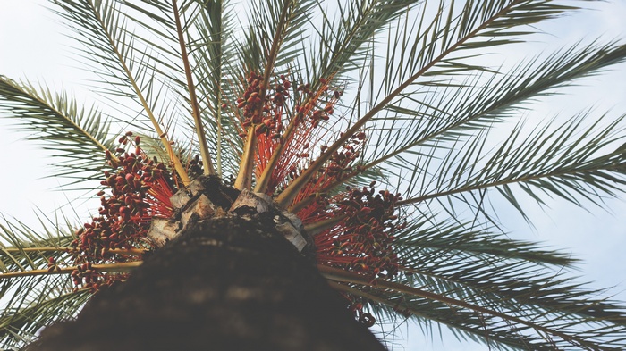 Palm tree with dates against a bright sky