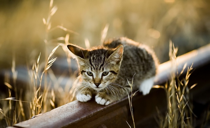 cat, kittens, animals