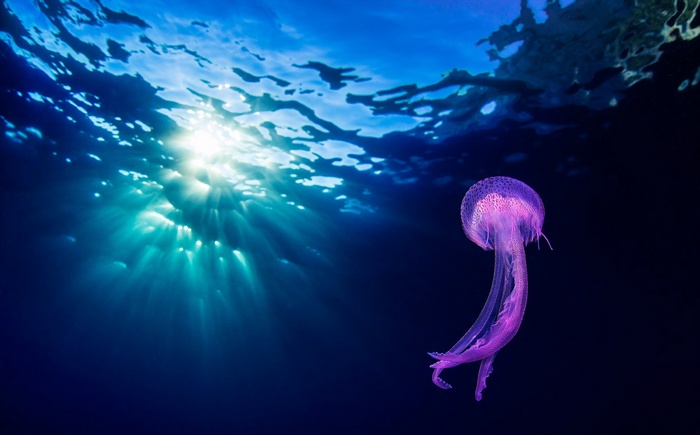Purple jellyfish swims in the ocean with sun rays