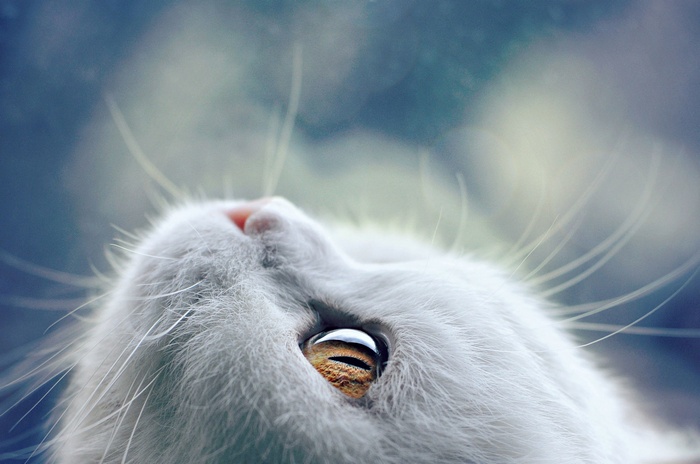 Close-up of a white cat's eye and nose