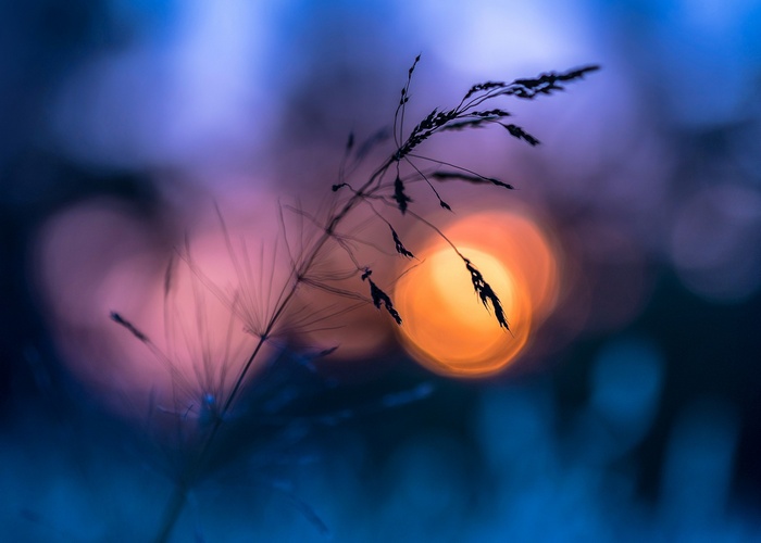 Macro shot of a grass stalk with bokeh background
