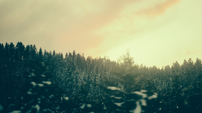 Snow-covered forest under a hazy sky